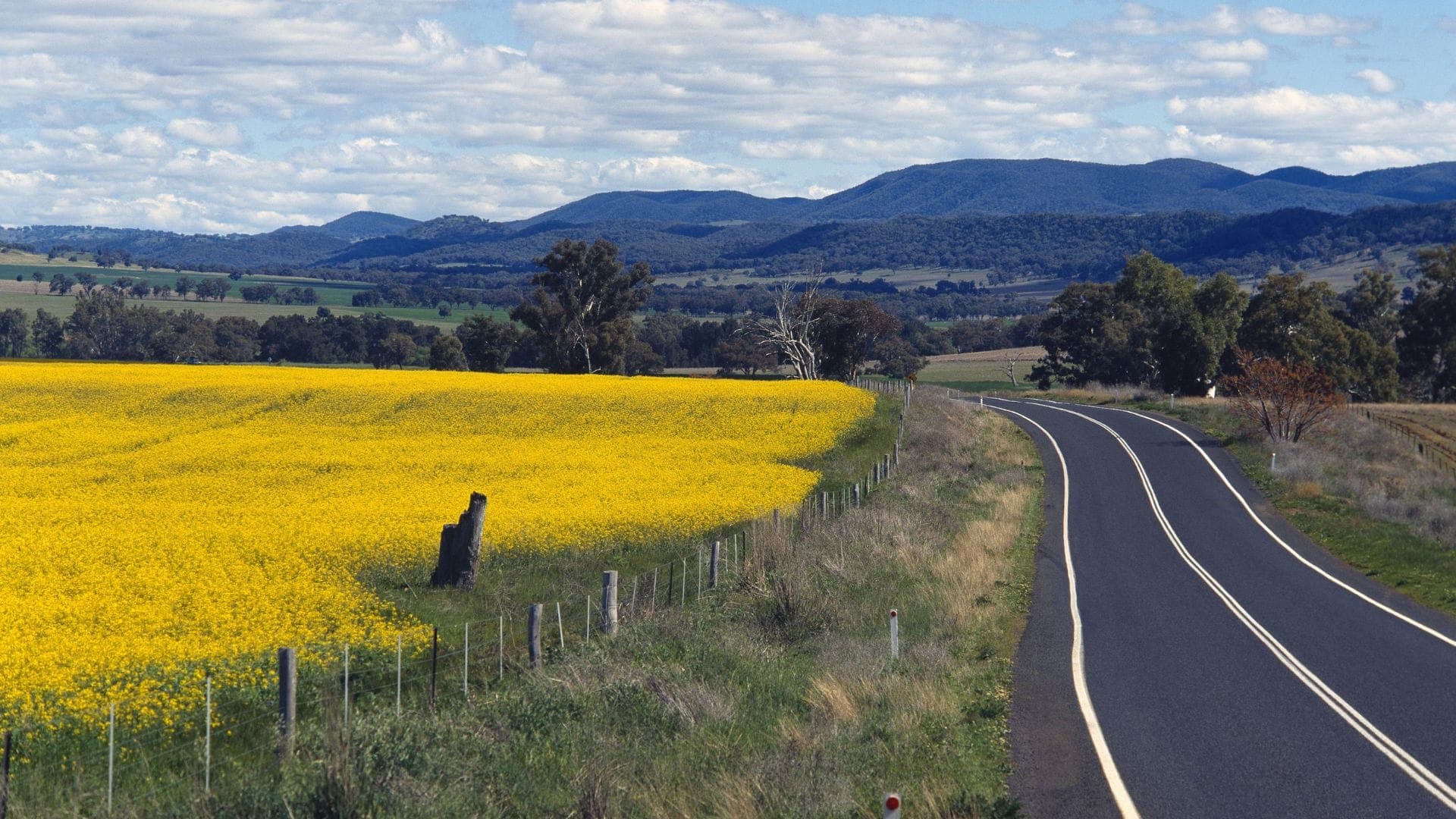 A country road beside a flowering canola field